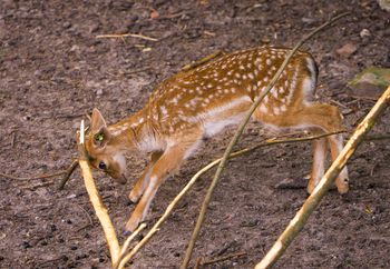 Nowy mieszkaniec płockiego ZOO. Młody daniel ma już miesiąc i zachwyca odwiedzających