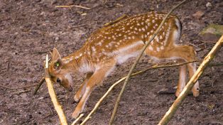 Nowy mieszkaniec płockiego ZOO. Młody daniel ma już miesiąc i zachwyca odwiedzających