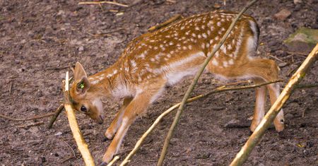Nowy mieszkaniec płockiego ZOO. Młody daniel ma już miesiąc i zachwyca odwiedzających