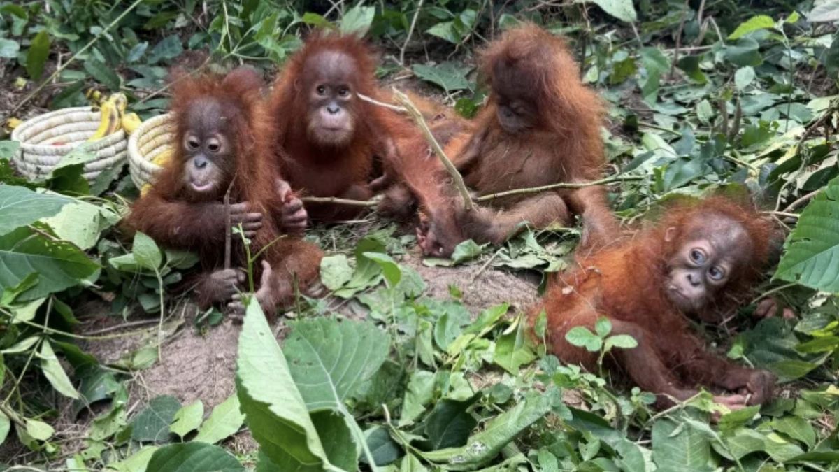 Pięc małych orangutanów znaleziono w lesie w