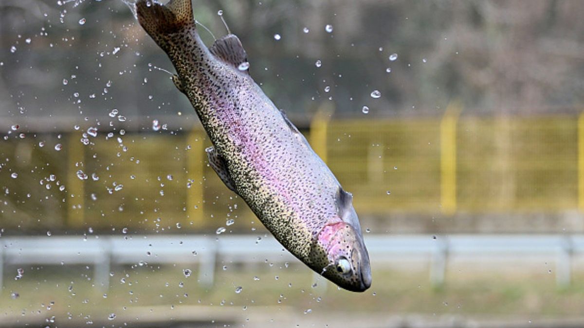Ryby mogą być uzależnione od narkotyków