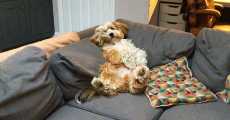 Comedy Pet Photography Awards 2022: Najzabawniejsze zwierzaki świata powracają