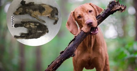 Zmumifikowane "szczeniaki" sprzed 14000 lat. Taką kryły tajemnicę
