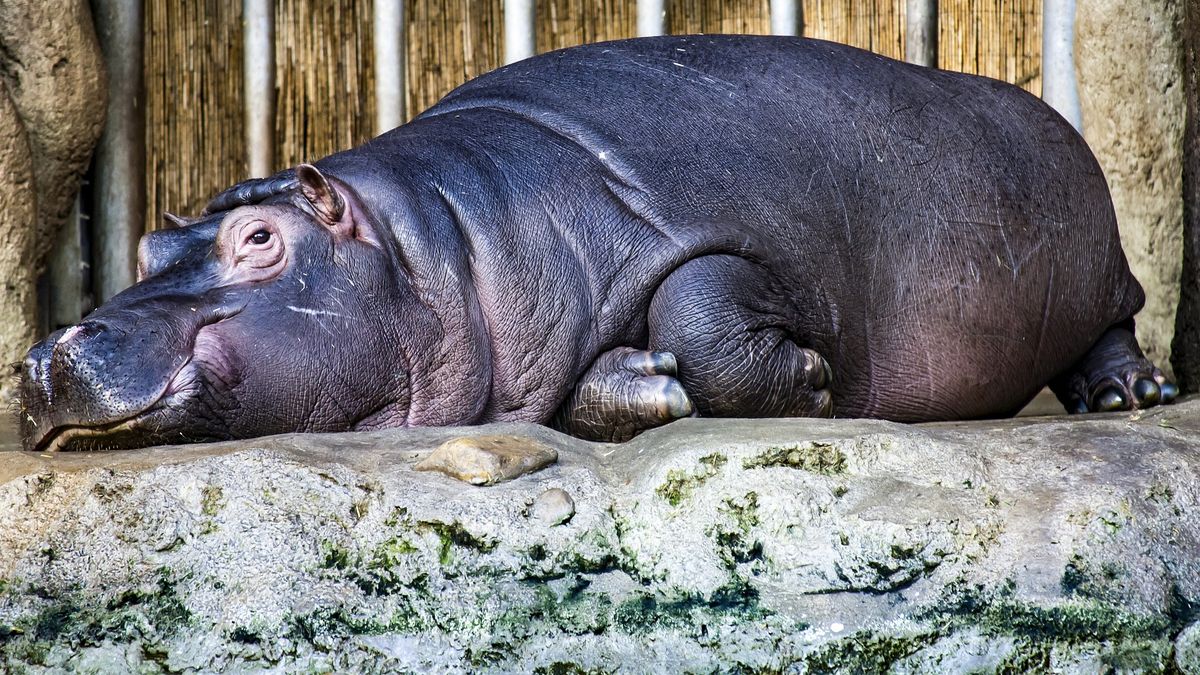 Skąd się wziął bloatware? (fot. Pixabay)