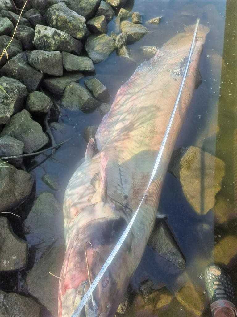 Śnięte ryby nad Odrą po stronie Niemiec