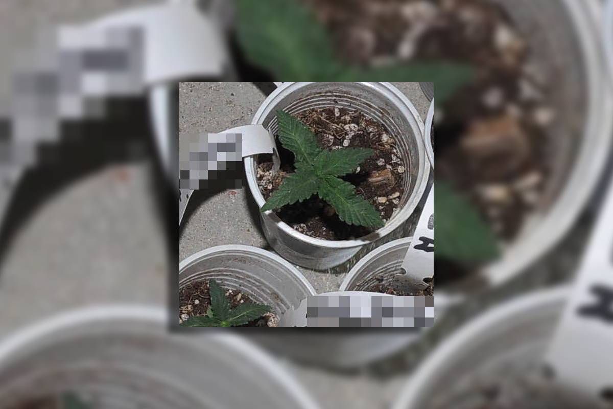 marihuana