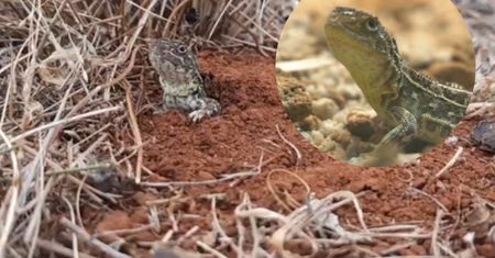 Uratują najrzadszego gada świata. "Smok bez uszu" przywrócony do życia