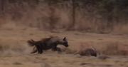 Hiena kontra mrównik. Świadek nagrał niezwykły pościg zwierząt