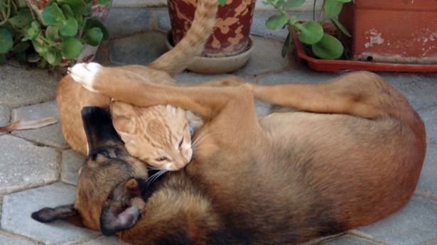 Pies, kot i ogon - co mówi twoje zwierzę? 1