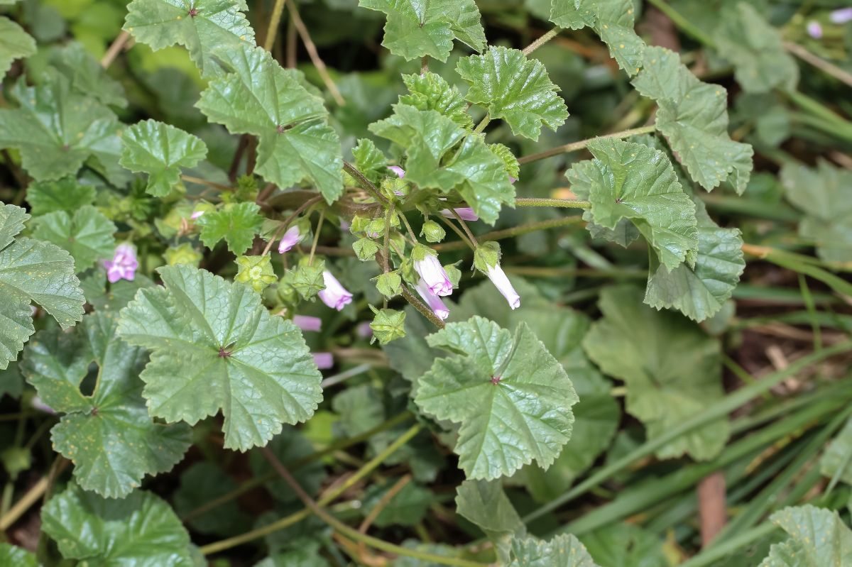 Malva neglecta, also known as neglected mallow.