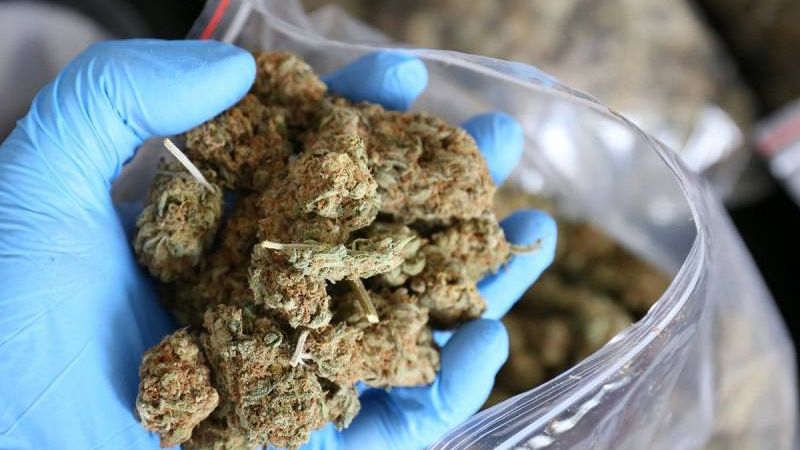 marihuana susz marihuany narkotyki