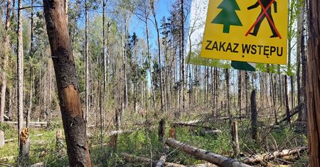Zakaz wstępu do lasu. Leśnicy informują o niebezpiecznym procederze