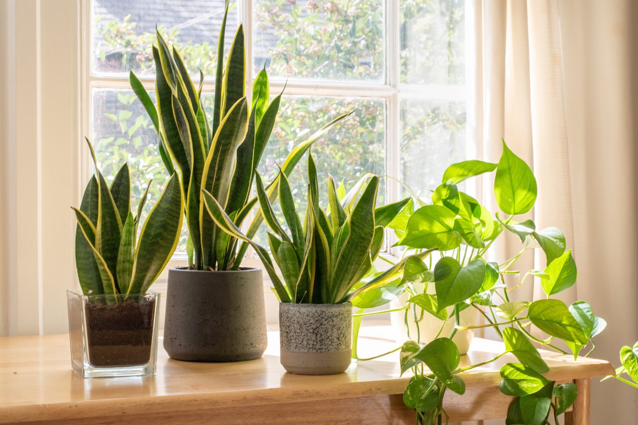 The first plants from the left, namely "mother-in-law's tongue," will bring you luck.