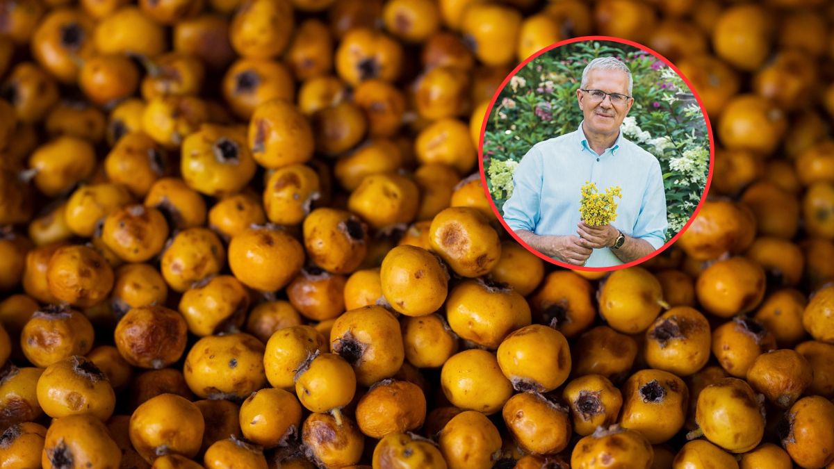 Zielarz zdradza, jakie rośliny mogą wspierać długowieczność