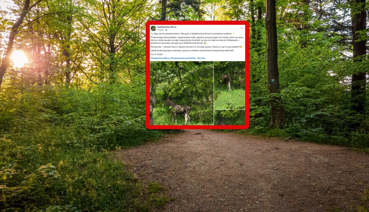 "Nie lada wyczyn". Leśnicy aż złapali za aparat. Był między drzewami