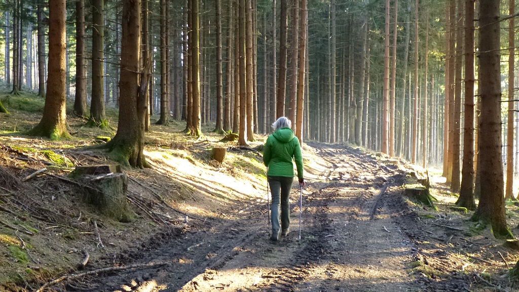 Wędrówka przez las