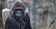 USA. Dwa goryle w ZOO w San Diego chore na COVID-19