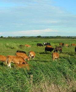 Koalicja Żywa Ziemia: jeśli chcemy zadbać o nasze bezpieczeństwo żywnościowe, musimy zmienić politykę rolną