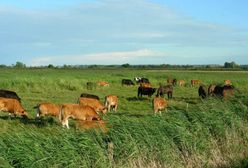 Koalicja Żywa Ziemia: jeśli chcemy zadbać o nasze bezpieczeństwo żywnościowe, musimy zmienić politykę rolną