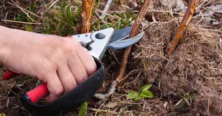 Kiedy przycinać maliny? O pamiętaj, bo nie zaowocują w sezonie