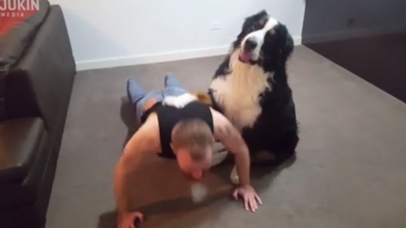 Pies dba o dobrą formę swojego pana