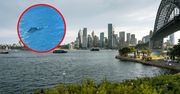 Gigant w centrum Sydney. "Niecodziennie zdarza się, by wieloryb zboczył z trasy"