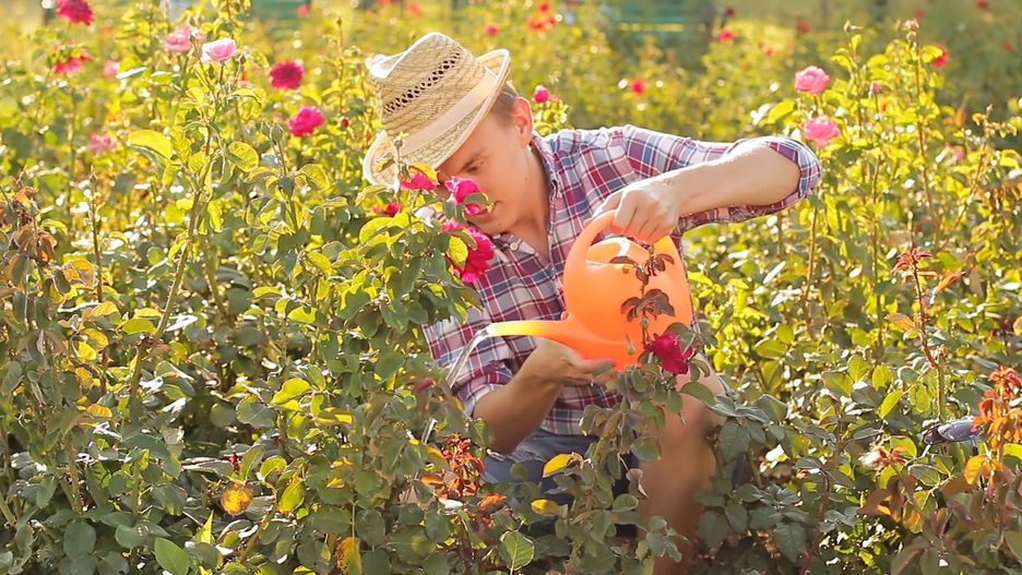 Najlepsza pora na podlewanie kwiatów w upalne dni