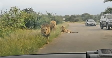 Oko w oko z lwem. Niezwykłe nagranie z safari