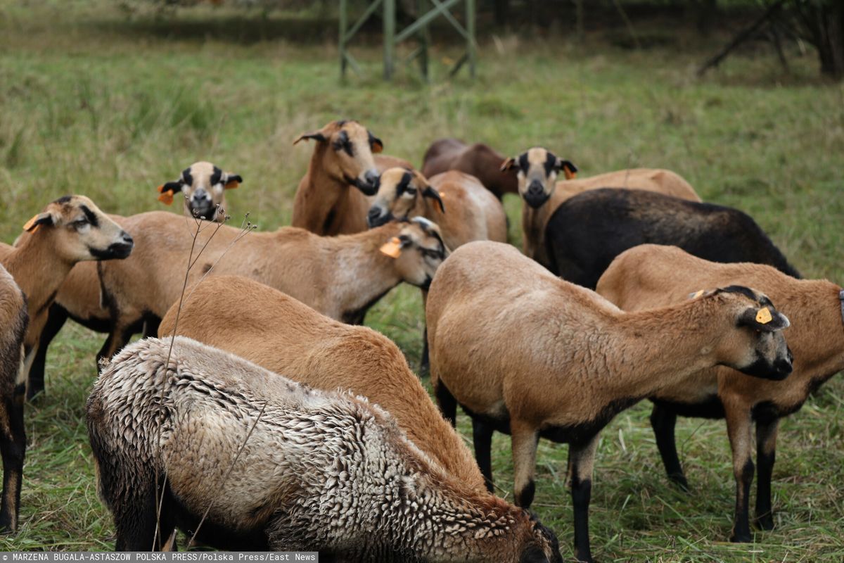 Owce "koszące" trawę w Gliwicach