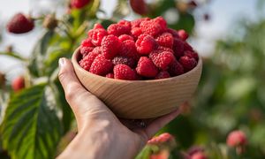 Zrób to z malinami w sierpniu. Będziesz zbierać je garściami aż do przymrozków