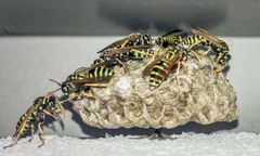 Uwaga na te owady. Są podobne do osy, ale bardziej niebezpieczne