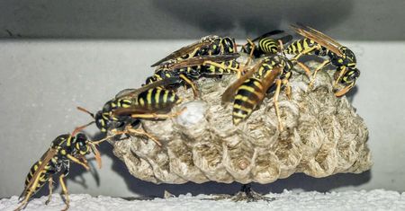 Uwaga na te owady. Są podobne do osy, ale bardziej niebezpieczne