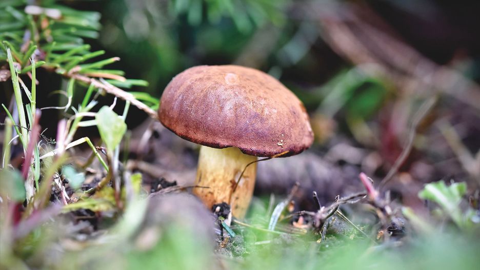 Ile po deszczu na grzyby? Nie wszystkie wzrosną równocześnie
