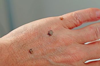 Wylęgarnia kleszczy w ogrodzie. W tych miejscach jest ich najwięcej