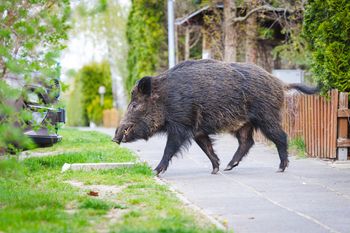 Dziki w ogrodzie, czyli jesienne buchtowanie. Jak dyskretnie zniechęcić nieproszonych gości?