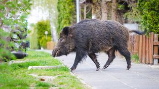 Dziki w ogrodzie, czyli jesienne buchtowanie. Jak dyskretnie zniechęcić nieproszonych gości?