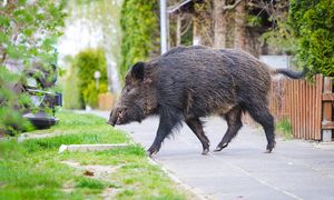 Dziki w ogrodzie, czyli jesienne buchtowanie. Jak dyskretnie zniechęcić nieproszonych gości?