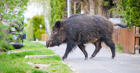 Dziki w ogrodzie, czyli jesienne buchtowanie. Jak dyskretnie zniechęcić nieproszonych gości?