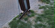 Wandale niszczą wspólną przestrzeń w Zamościu. Miasto apeluje o odpowiedzialność