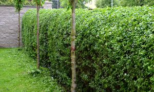 Bije na głowę tuje. Szczelnie obrośnie cały płot