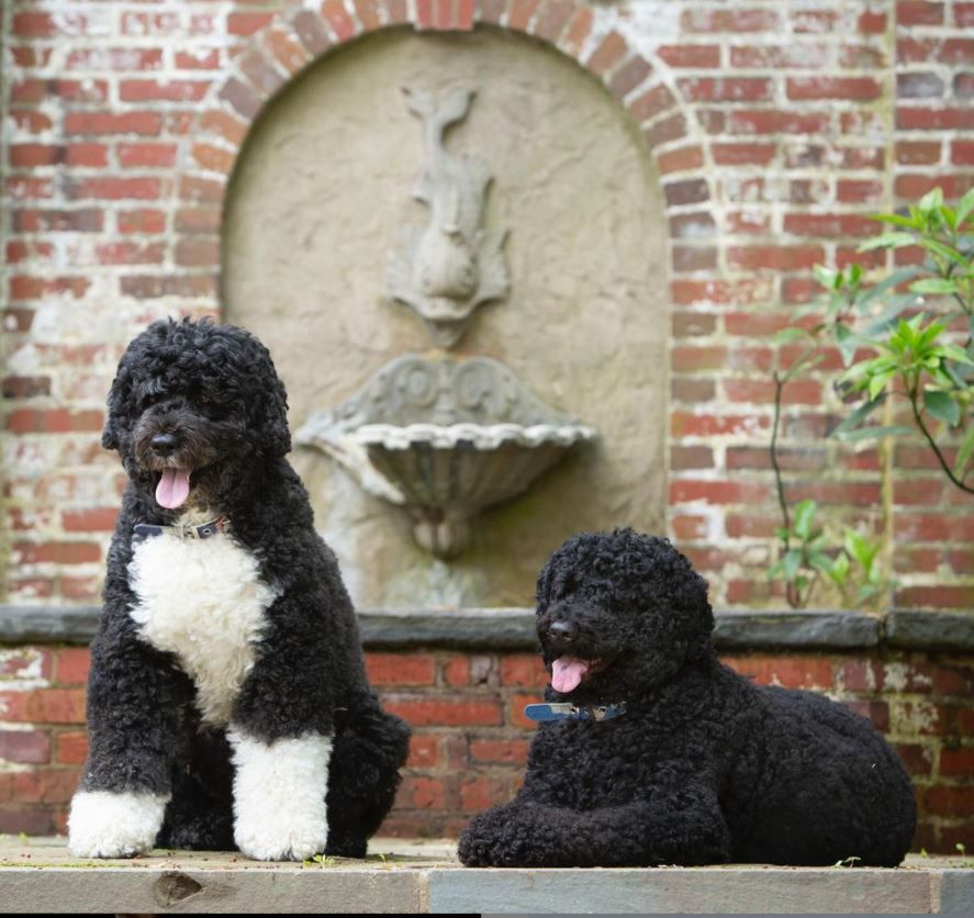 Sunny i Bo - psy Obamów