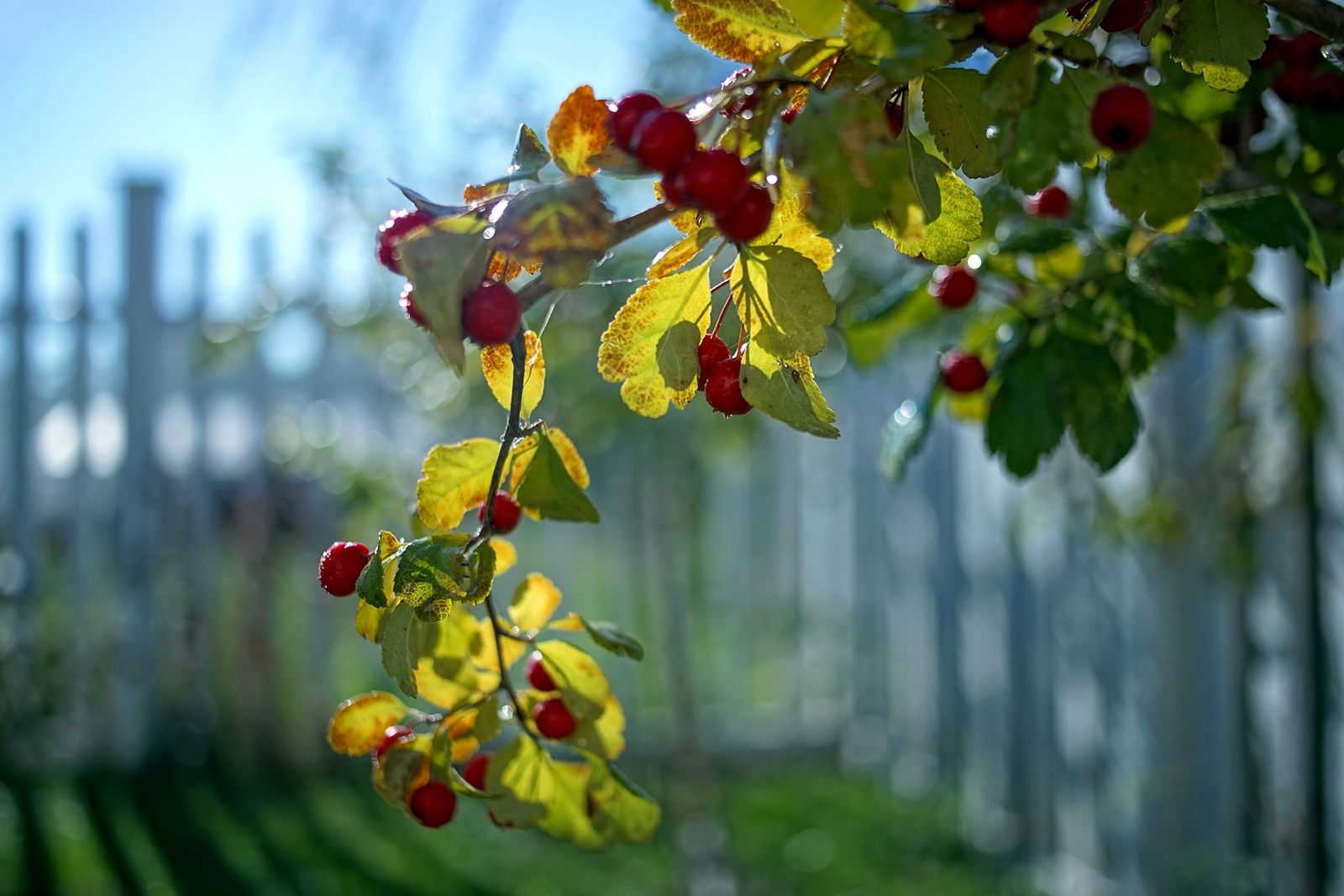 Trzydziestka piątka kontra trzydziestka piątka czyli Sony A7 + Sony Zeiss Sonnar T* FE 35 mm f/2,8 ZA i Canon FD 35 mm f/2,8 24