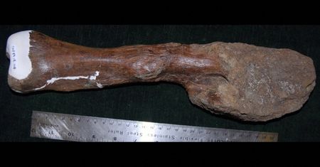 Nowotwory zabijały już w czasach prehistorii. Niezwykłe odkrycie naukowców