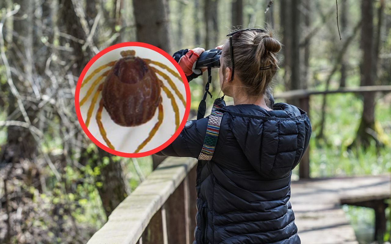 Zima nie wybije kleszczy? Bakteria daje im "supermoce"