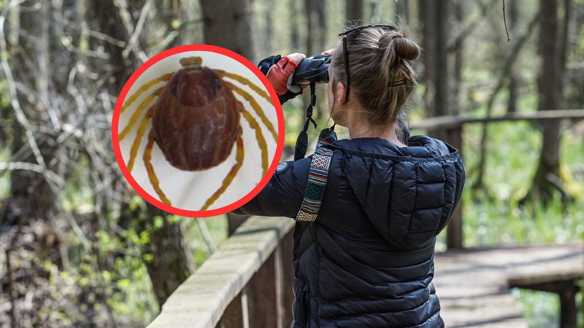 Kleszcze w Polsce są coraz bardziej niebezpieczne? Głos ekspertk