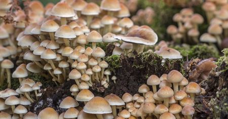 Magiczne grzybki pomagają w leczeniu depresji. Nowe badania nie pozostawiają cienia wątpliwości