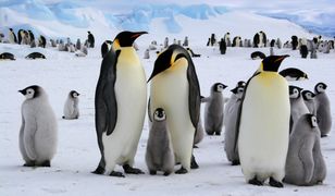 Ptasia grypa niebawem dotrze na Antarktydę. Tysiące pingwinów są w niebezpieczeństwie