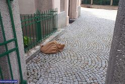 Jawor. Szczenięta podrzucone w worku pod kościół. Zostały uratowane