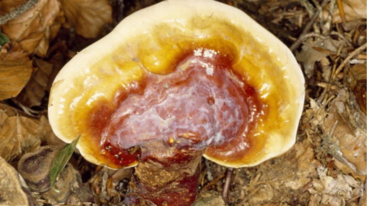 Grzyby, które mogą obniżyć poziom cholesterolu LDL