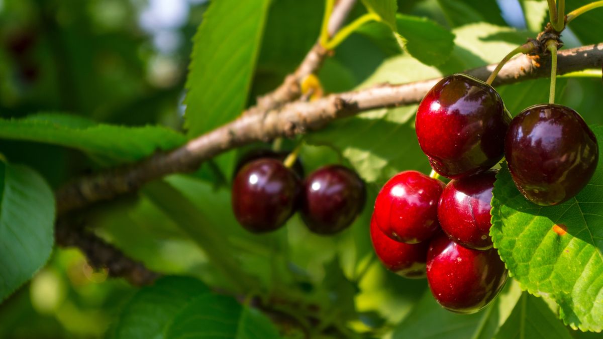Jak dbać o czereśnię? 
